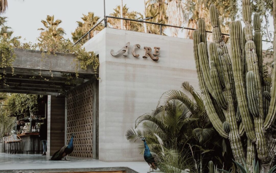 Acre Baja, an Oasis in the Desert