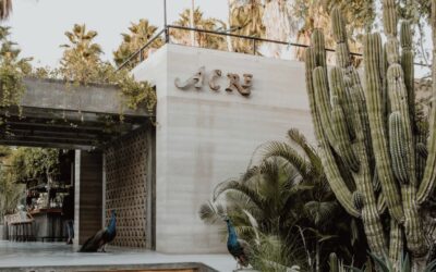 Acre Baja, un Oasis en el Desierto